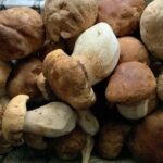 Porcini　夏秋キノコ　イタリア産フレッシュポルチーニ（8～10月）